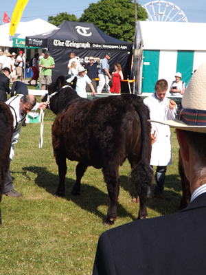 yorkshire show 2013 060